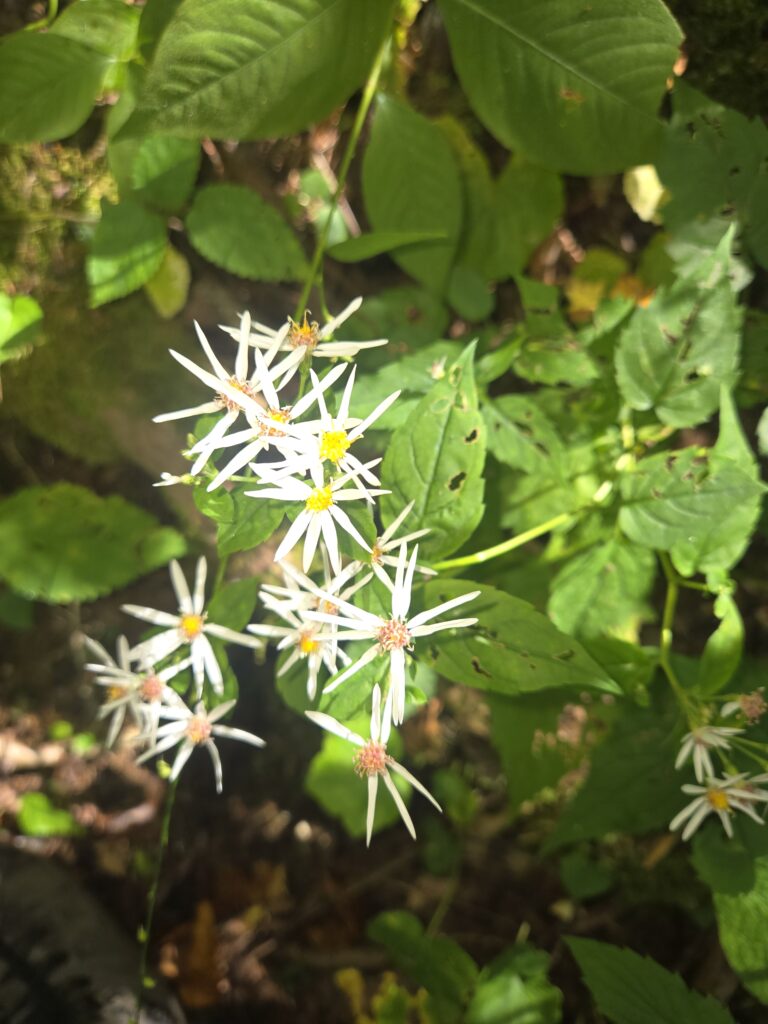 sage sanctuary flower 1